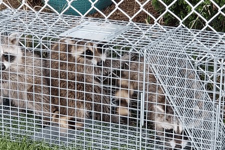 5 Common Signs You Need Pest and Wildlife Proofing for Your Home