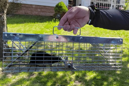5 Signs You Need Mice Control and Rodent Removal for Your New Jersey Home