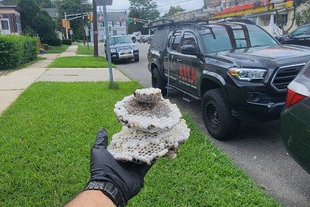 Safe and Effective Wasp Removal with Integrated Pest Management