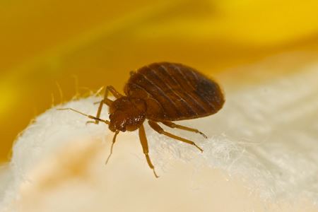 Bedbugs Removal