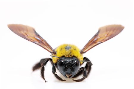 Carpenter bee