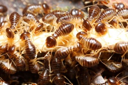 Termite control