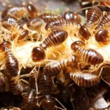 Termite Control thumbnail