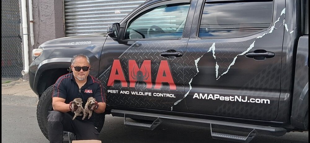 Humane Raccoon Removal & Attic Restoration in Bergen County, NJ by AMA Pest & Wildlife Control