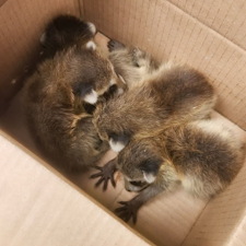 Humane-Raccoon-Removal-Attic-Restoration-in-Bergen-County-NJ-by-AMA-Pest-Wildlife-Control 1