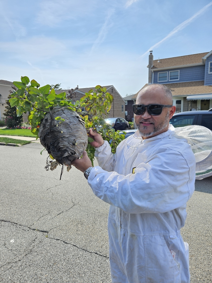 Wasp and Bee Hive Removal in Haledon, NJ