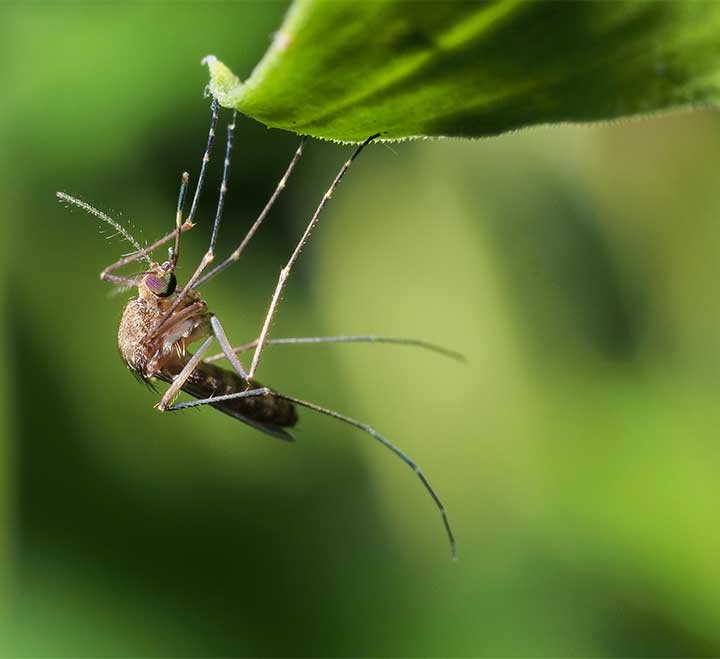 mosquito-on-leaf-pest-control